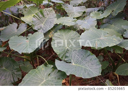 Miyakojima, Okinawa Prefecture Alocasia leaves group Miyakojima, Okinawa Prefecture Alocasia leaves group 85203665