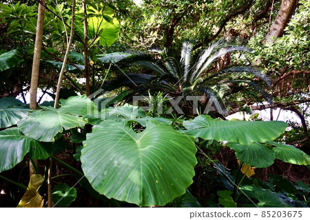 Miyakojima, Okinawa Prefecture Alocasia group Miyakojima, Okinawa Prefecture Alocasia group 85203675