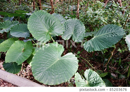 Miyakojima, Okinawa Prefecture Alocasia group 85203676