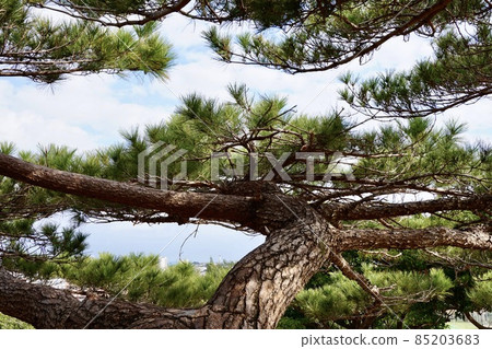 Miyakojima, Okinawa Prefecture Pine Tree 85203683