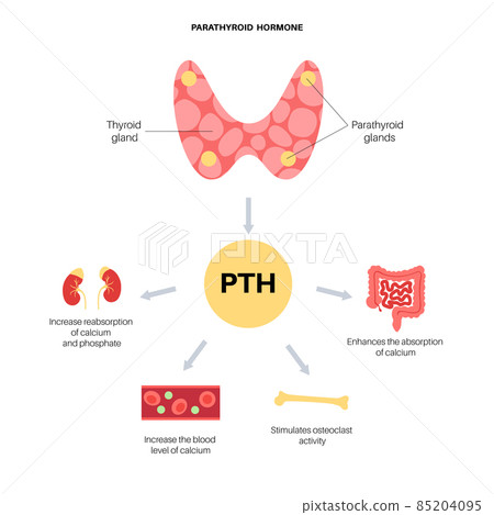 parathyroid gland anatomy parathyroid gland anatomy 85204095