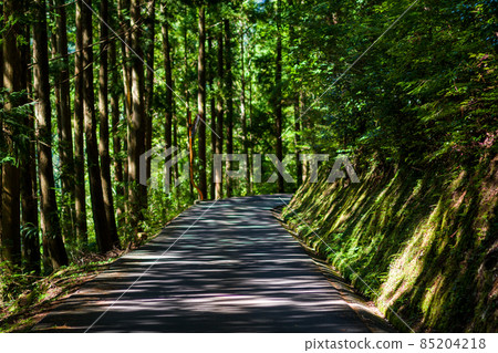 [National Highway 439] A narrow road that goes through the woods 85204218