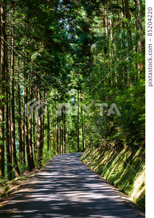 [National Highway 439] A narrow road that goes through the woods 85204220