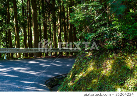 [National Highway 439] A narrow road that goes through the woods 85204224