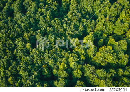 Top down flat aerial view of dark lush forest with green trees canopies in summer. Top down flat aerial view of dark lush forest with green trees canopies in summer. 85205064