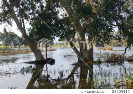 Netanya winter lake appears only in the rainy season Netanya winter lake appears only in the rainy season 85205415