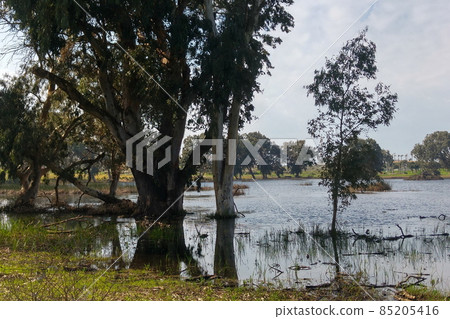 Netanya winter lake appears only in the rainy season Netanya winter lake appears only in the rainy season 85205416