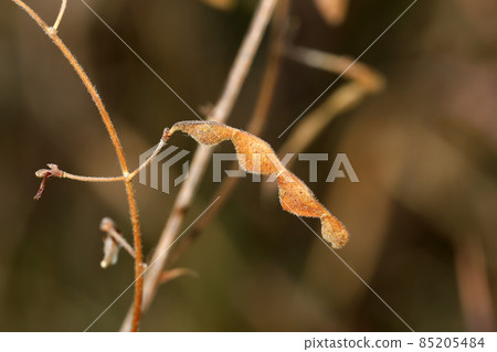 Alechinus bitohagi fruit 85205484