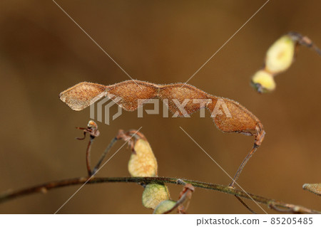 Alechinus bitohgi 果實 85205485