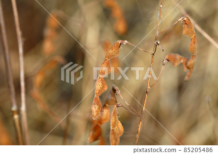 Alechinus bitohagi fruit 85205486