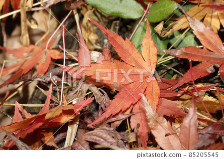 Deciduous leaves of Japanese maple Deciduous leaves of Japanese maple 85205545
