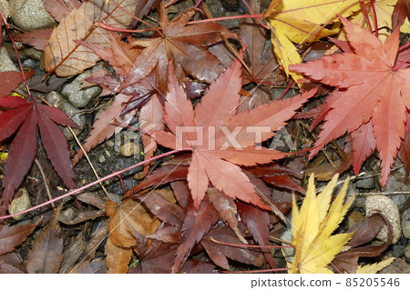 Deciduous leaves of Japanese maple 85205546
