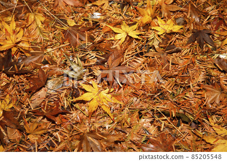 日本楓樹的落葉 85205548
