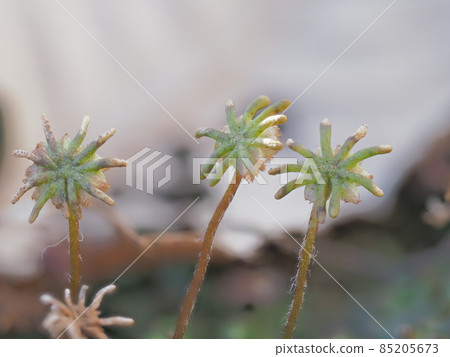 青苔綠傘 青苔綠傘 85205673
