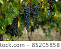 Cluster of grapes in the wineyard 85205858
