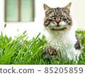Cat sitting in the grass 85205859