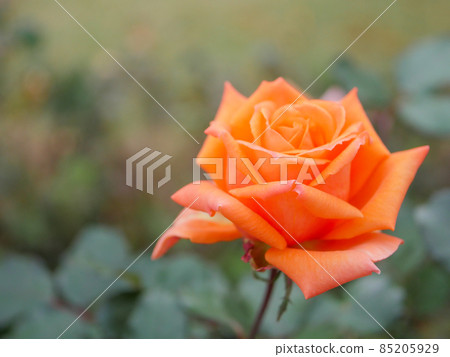 Rose 19 Anne Frank 85205929