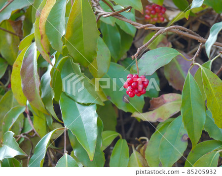 Kadsura japonica 1 紅果 Kadsura japonica 1 紅果 85205932