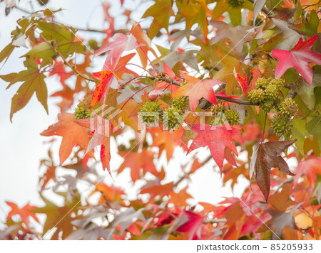 Sweetgum 5 秋葉 85205933
