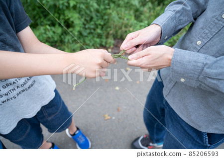 男孩做車前草相撲 85206593