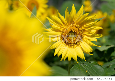 Yakushima Island, where the gods reside: Sunflowers (July) 85206834