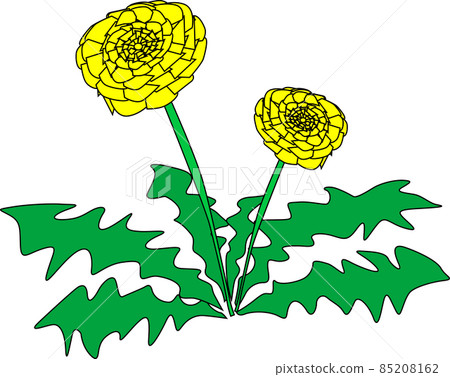 Illustration material of simple dandelions 85208162