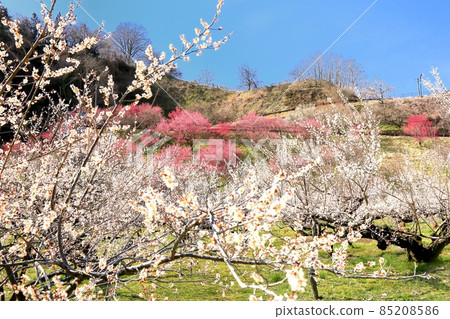 Lotus garden 85208586