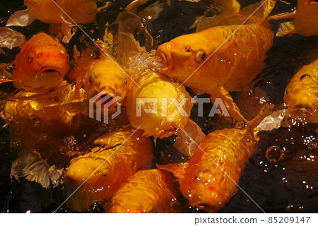 Shinkyō峽谷 85209147