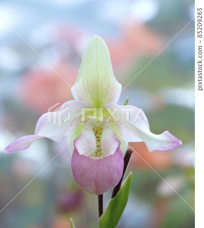 Orchid Paphiopedilum delenati * Vertical rectangular composition 85209265