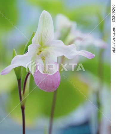 Orchid Paphiopedilum delenati * Vertical rectangular composition 85209266