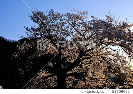 夕陽照耀下的吉野櫻花[3月相模原市築井市] 85209652