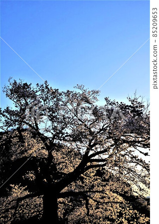 Yoshino cherry tree illuminated by the setting sun [Tsukui, Sagamihara City, March] 85209653