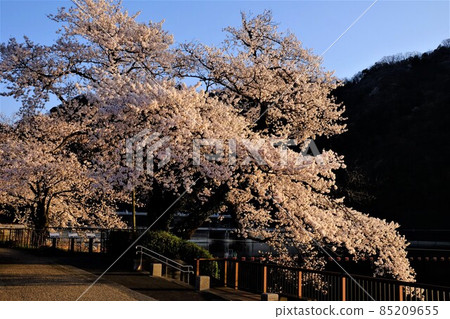 Yoshino cherry tree in the evening [Tsukui, Sagamihara City, March] 85209655