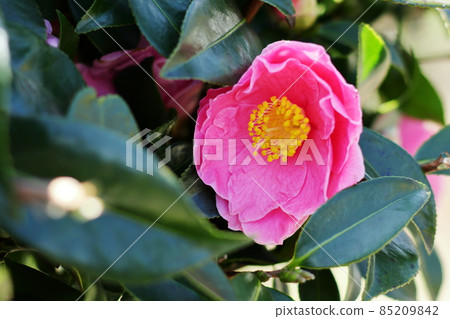 Up Camellia Up Camellia 85209842