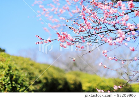 粉色梅花和藍藍的天空 85209900