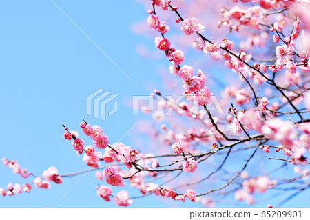 粉色梅花和藍藍的天空 85209901
