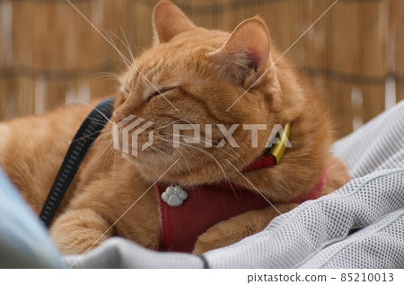 Cat sleeping on a dried mattress 85210013