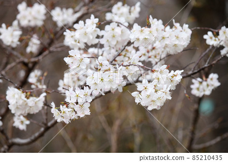 Karamisakura 85210435