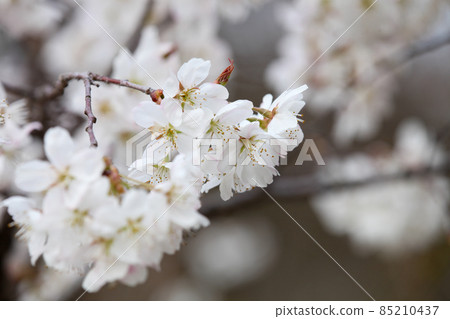 Karamisakura 85210437