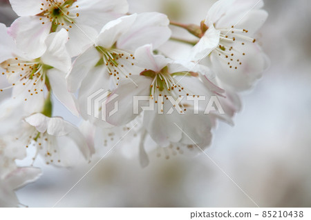 Karamisakura 85210438