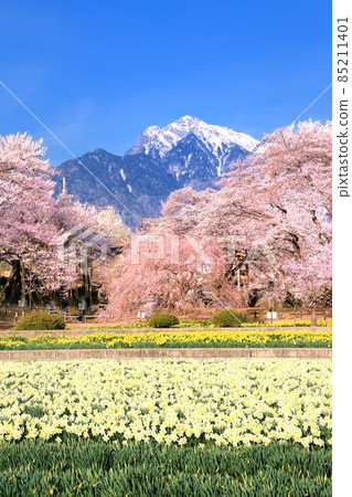 Narcissus and cherry blossoms at Jitsusoji Temple and the Southern Alps 85211401