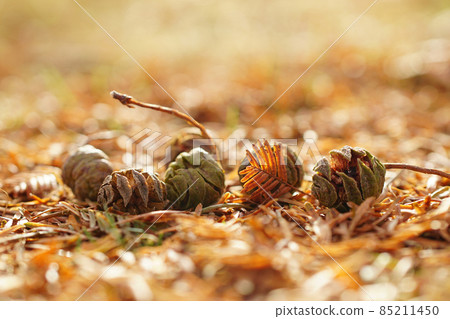 秋天,橘紅色的公園樹木熠熠生輝,球果在水杉腳下滾動...... 1 秋天,橘紅色的公園樹木熠熠生輝,球果在水杉腳下滾動...... 1 85211450