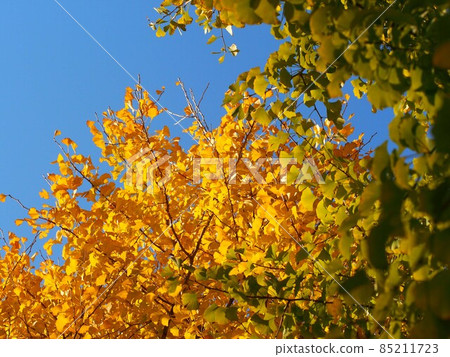 Ginkgo that has begun to color with the autumn sky (yellow and green leaves of ginkgo in the sun) 85211723