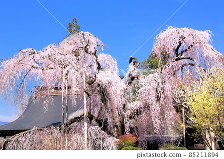 Itozakura of Jiyunji Temple 85211894
