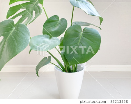 盆栽龜背竹照片素材 85213338