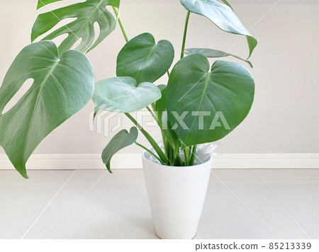 盆栽龜背竹照片素材 85213339