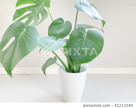 盆栽龜背竹室內形象照片素材 85213340