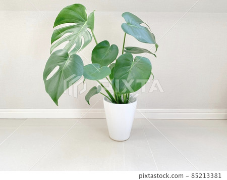 龜背竹照片素材 85213381