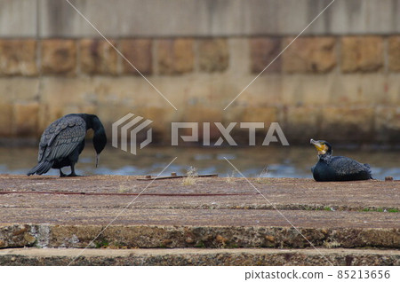 日本鸕鶿與兩隻鳥一起放鬆 85213656