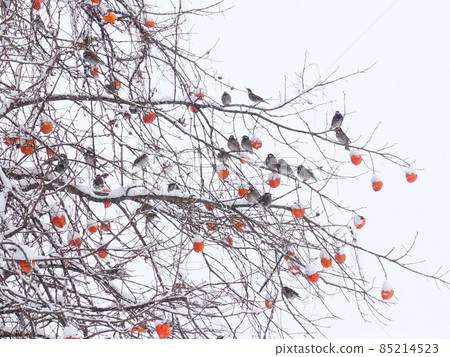 Snow persimmon, snow, winter, starling, winter bird 85214523